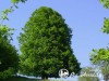 Skroblas paprastasis (lot. Carpinus betulus)